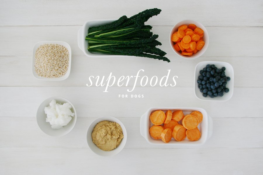 Top 10 Superfoods to Add to Your Dog's Diet