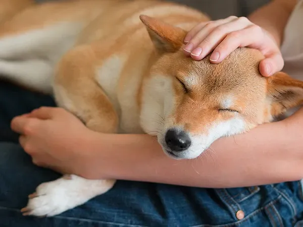 Supporting Your Dog's Gut Health For A Happier Life | Fresh Dog Food Delivery | Article Thumbnail
