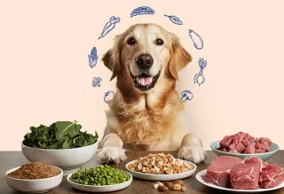 What Makes Healthy Pet Food? | Article Thumbnail