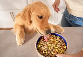 Why Fresh Food Is The Best For Dogs? | Article Thumbnail