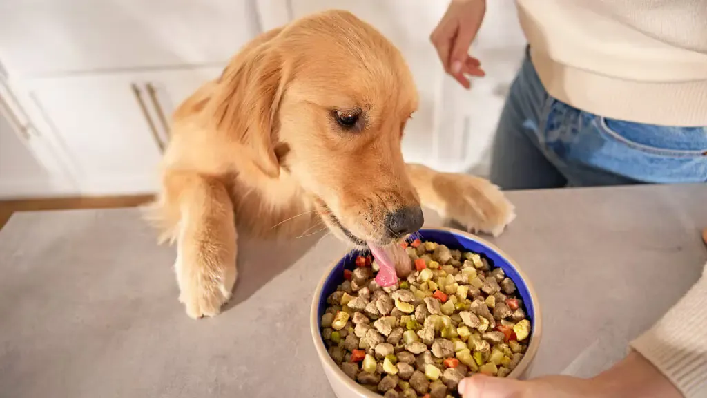 Why Fresh Food Is The Best For Dogs? | Fresh Dog Food Delivery | Article Thumbnail