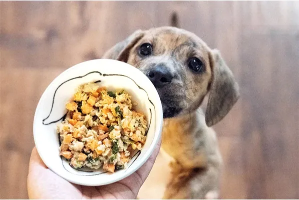 Why Fresh Food Is The Best For Dogs? | Blog Post