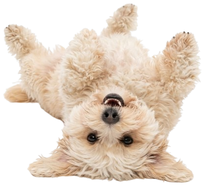 Happy dog playing