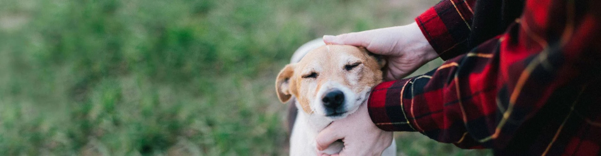 Happy dog getting best care