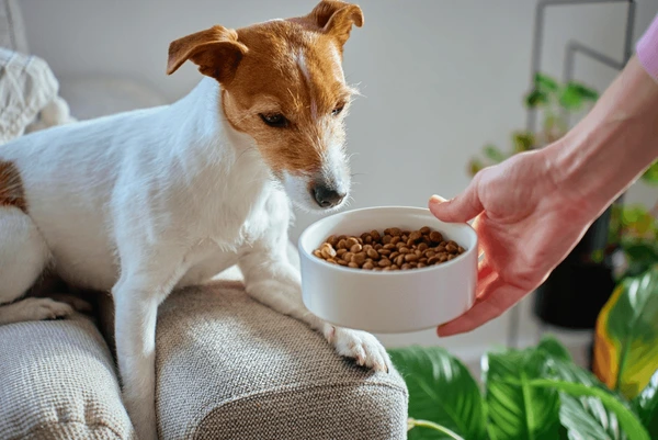 How Much Should You Feed Your Dog? A Portion Guide