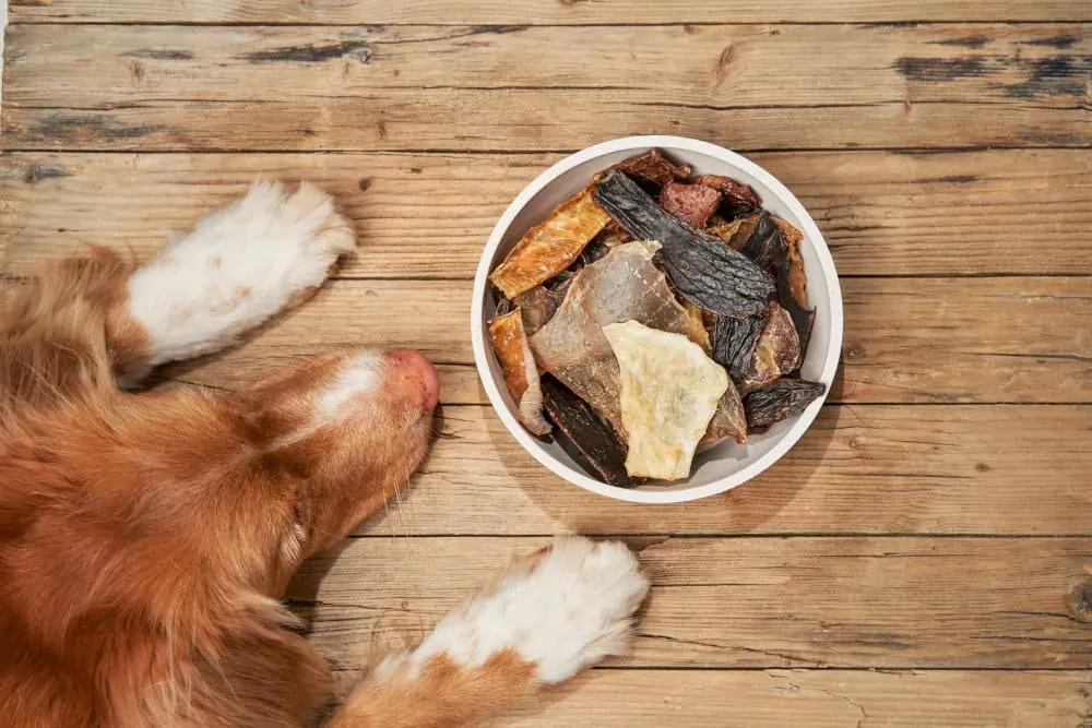 Fresh Vs. Freeze-Dried Dog Food: How Do They Compare? | Fresh Dog Food Delivery | Article Thumbnail