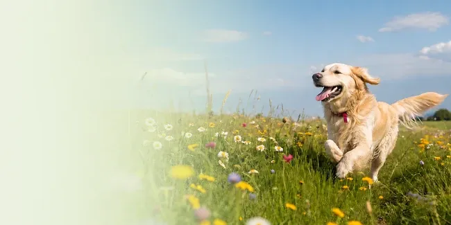 Best Dog Food Delivery Brands 2026 - Fresh Dog Food Delivery