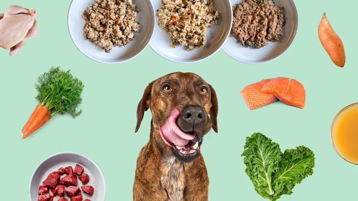 The Ultimate Guide to Dog Nutrition